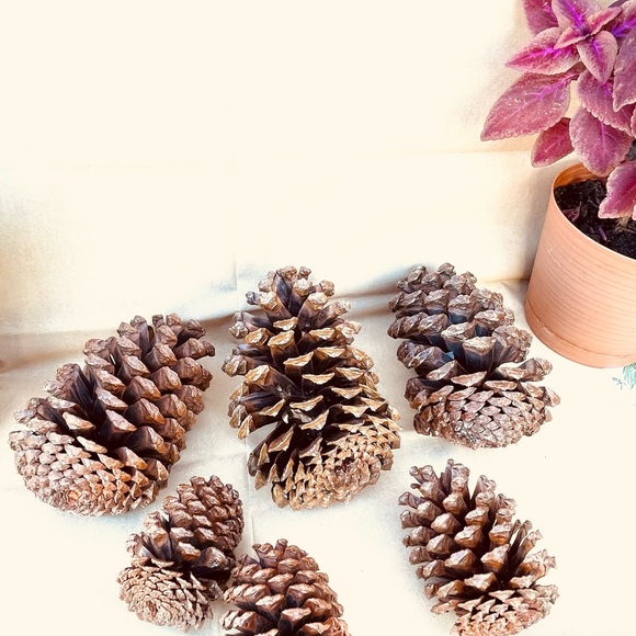 Florida Pine Cones Set Of 6 Clean & Sprayed W/ Clear Gold Finish - Picture 3 of 9